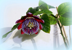 Passiflora x alata Passiflora x alata