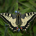 European Swallowtail (Papilio machaon gorganus) butterfly