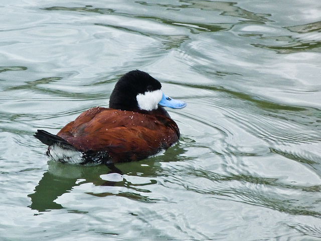 Ruddy Duck in June