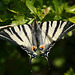 Scarce Swallowtail (Iphiclides podalirius) butterfly