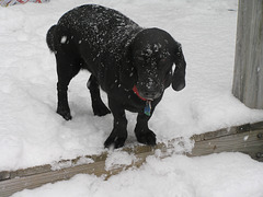 Cold dog wishes she was a hot dog.