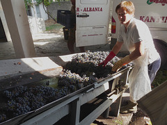 Gjirokastra- Delivery of Grapes at the Winery