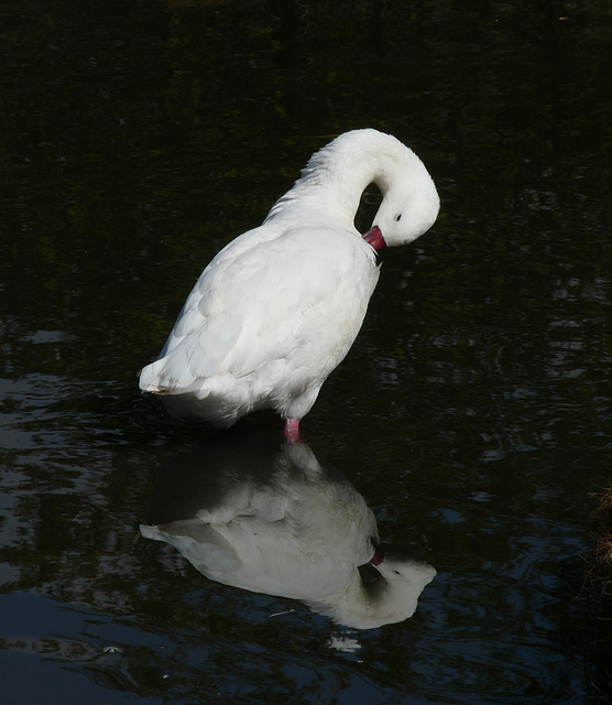 Coscoroba Swan