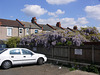 The Penge Wisteria