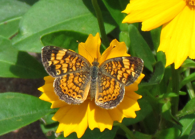 Pearl Crescent Butterfly