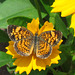 Pearl Crescent Butterfly