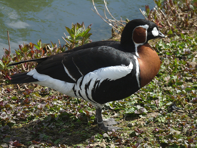 Red-breasted Goose