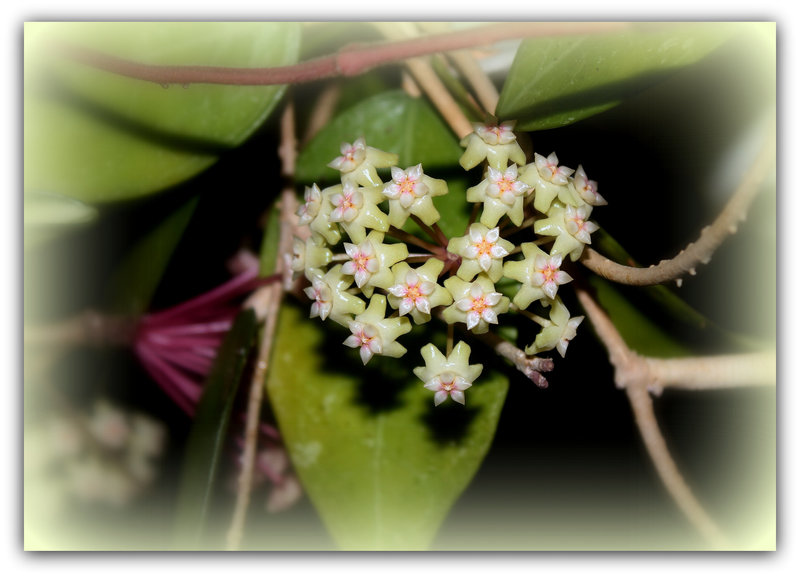 Hoya  sp. affin parasitica (2)