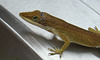 Green Anole