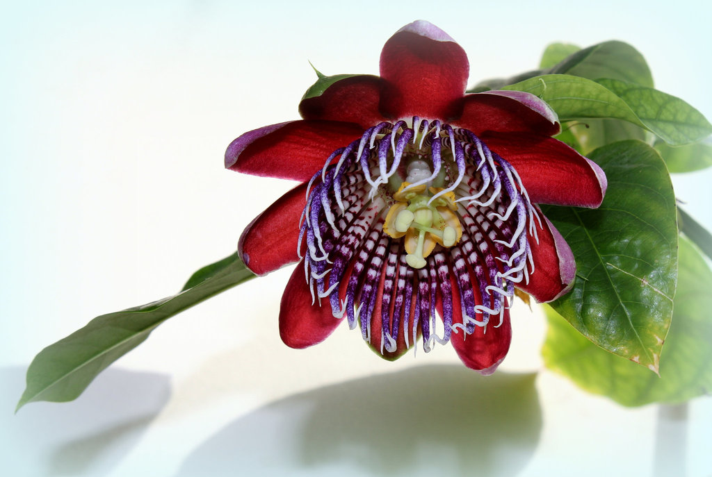 Passiflora x alata