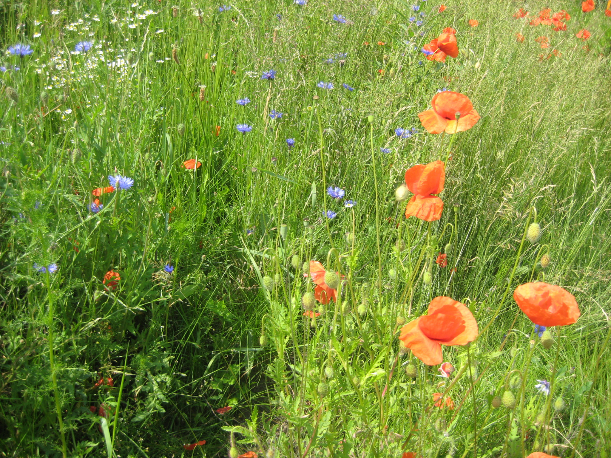 Am Wegesrand/2