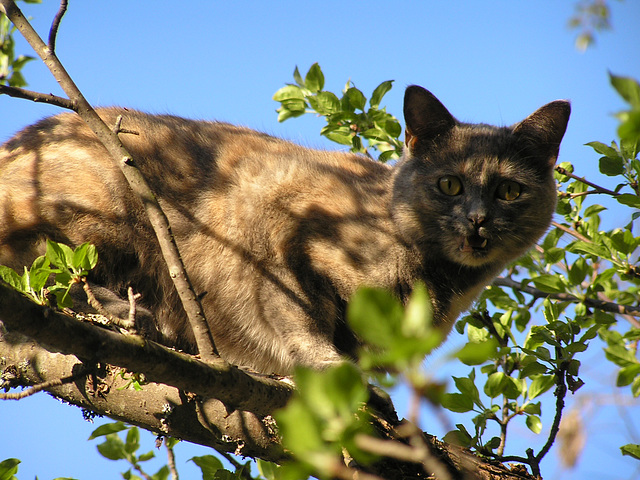 I'm a panther!  Fear me!