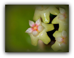 Hoya  sp. affin parasitica (3)