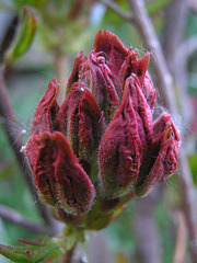 Azalea bud