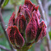 Azalea bud