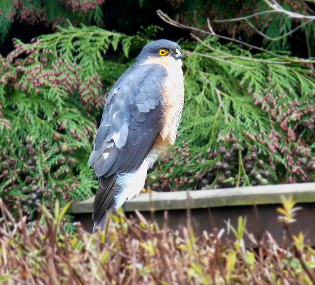 Sparrowhawk