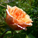 Rose Nr. 2