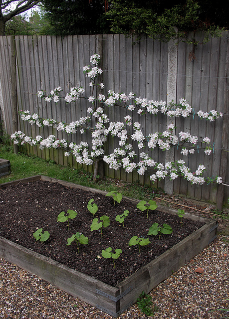 Espalier