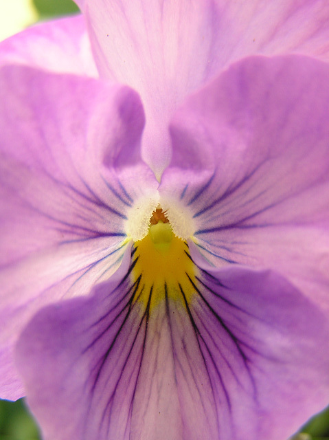 pansy