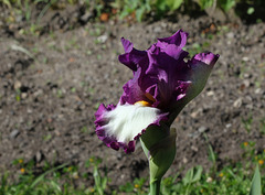 Iris ' Footlose'