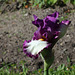 Iris ' Footlose'