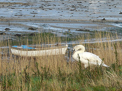 fais moi un cygne