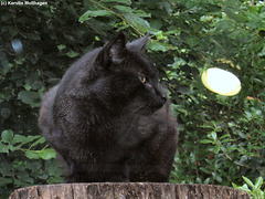 Schwarze Rohrkatze (Heidelberg)