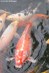 Koi (Heidelberg)