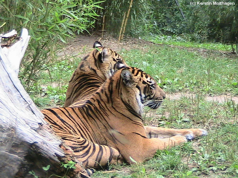 Sumatratiger (Heidelberg)