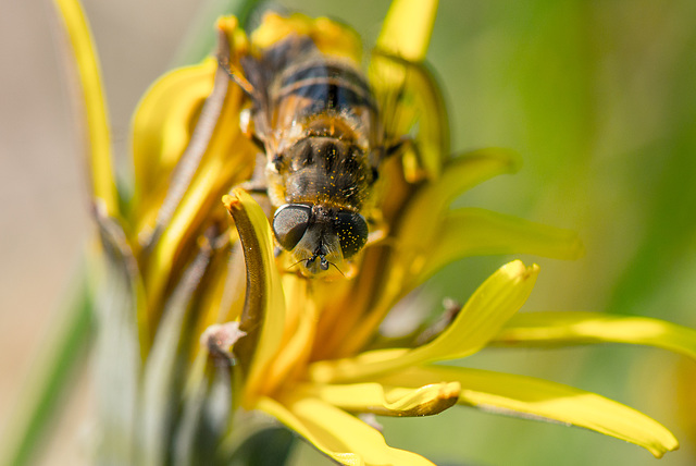 Pollen sammeln - 20130517