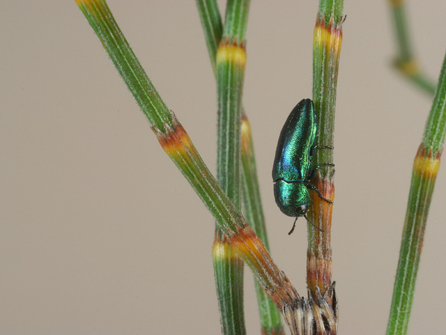 Stanwatkinsius uniformis, PL0387