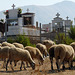 Mesopotami- Sheep Grazing near the Cemetery