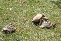 Schildkröten mit Frühlingsgefühlen (Heidelberg)