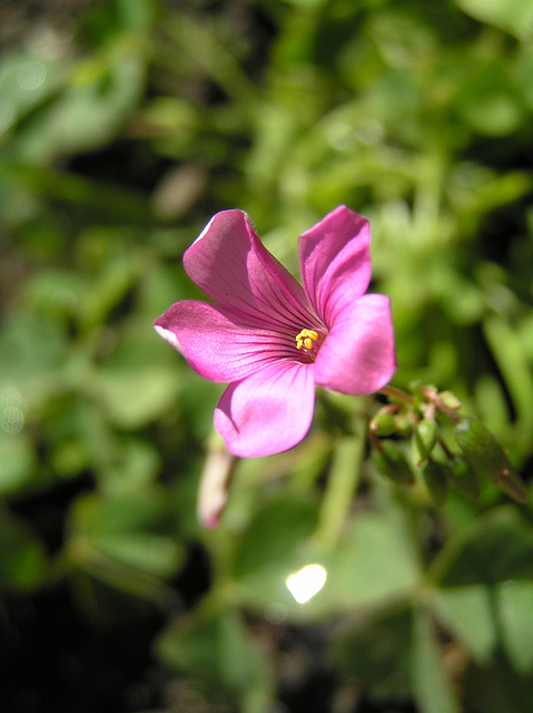 oxalis