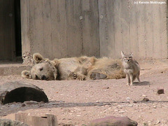 Syrischer Braunbär und Steppenfuchs (Heidelberg)