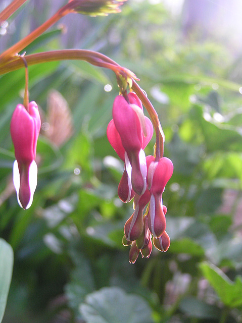 dark pink bleeding heart