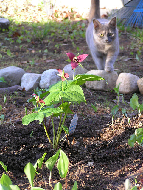 red trillium