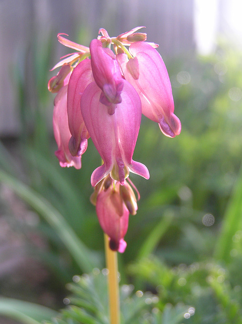 old fashioned bleeding heart