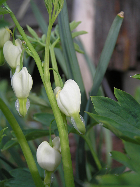 white bleeding heart