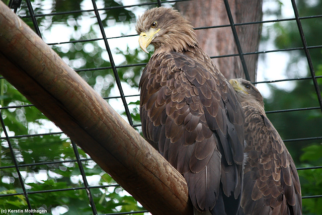 Seeadler (Wilhelma)