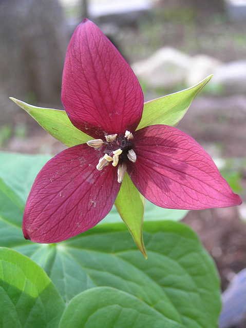 trillium close up