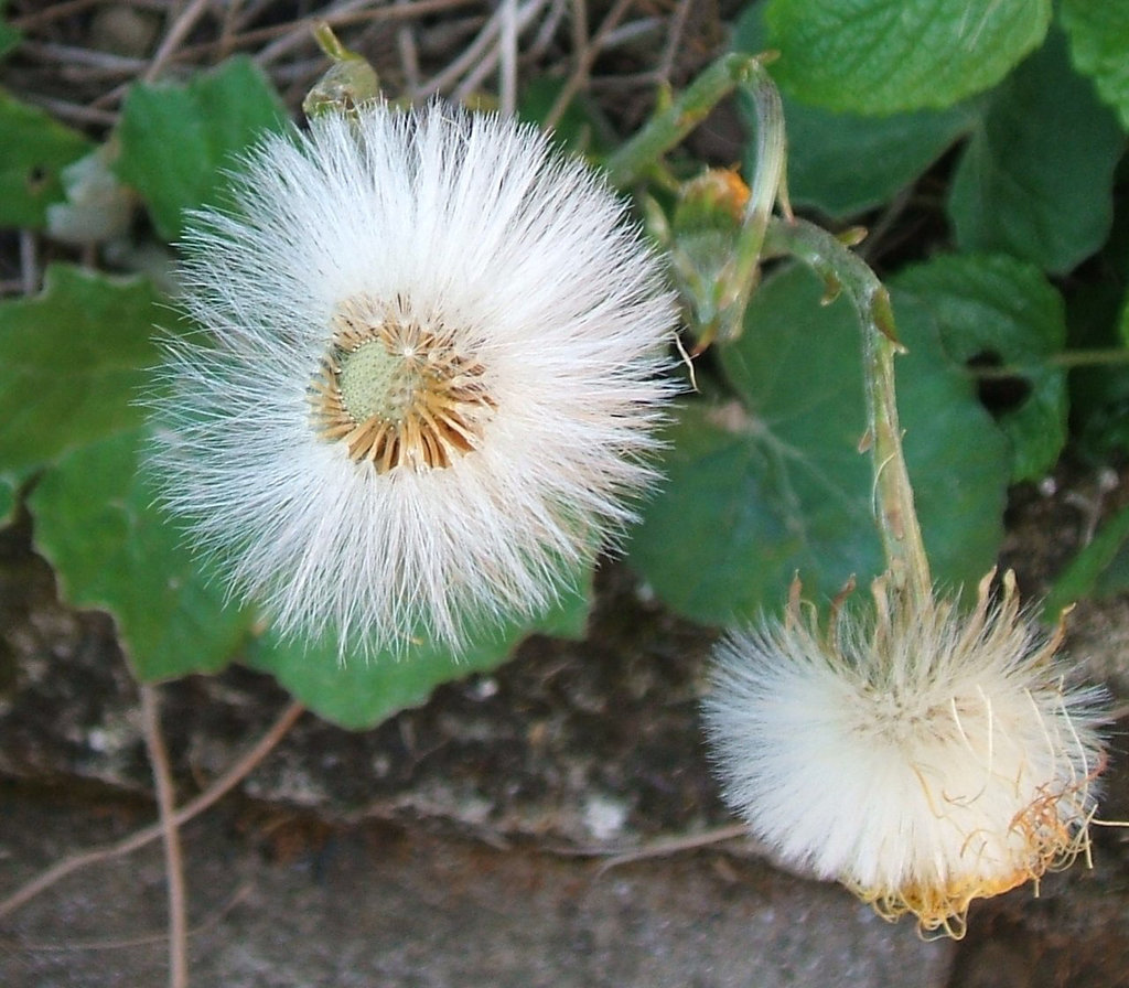 Coltsfoot