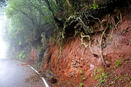 Above in the nature reserve, the strong wind whips cloud shreds through the gaps in the forest across the street. Earth beings look between the roots through... I see at least three © UdoSm...