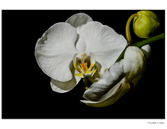 White Orchid