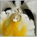 White Orchid