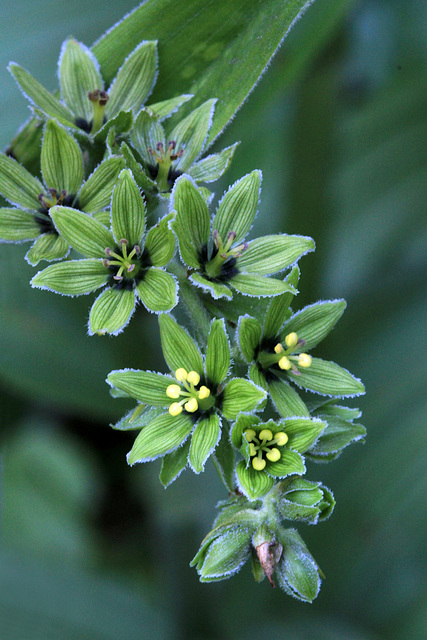 Corn Lily