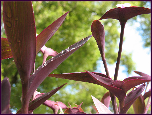 The Importance of being Purple...