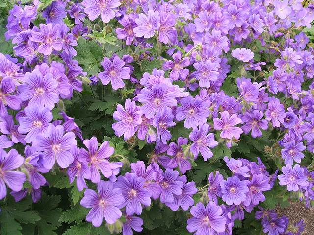 Geranium