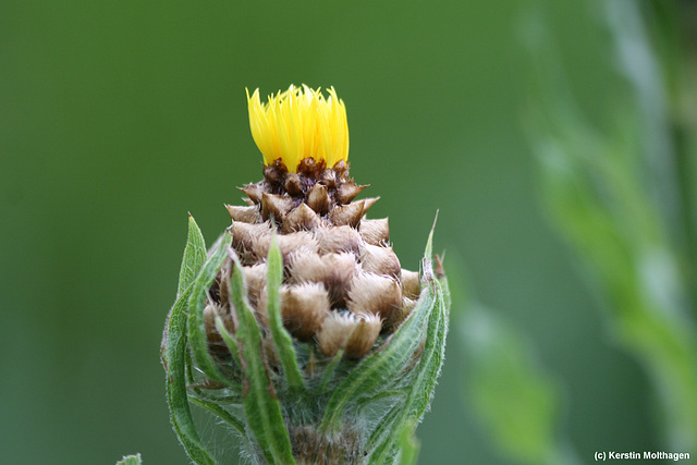 Großköpfige Flockenblume