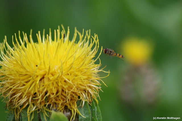 Großköpfige Flockenblume und Schwebfliege (Wilhelma)